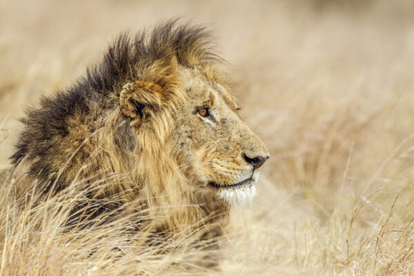 Profil du roi lion