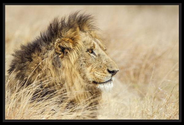 Profil du roi lion