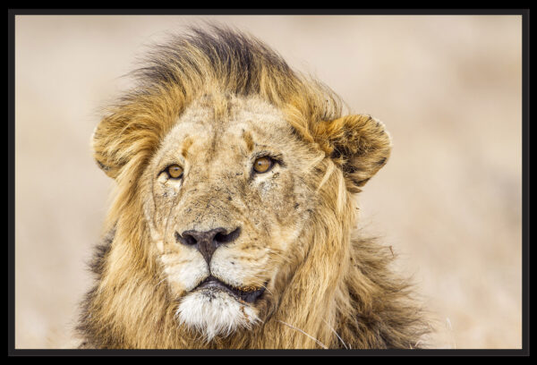portrait lion de face