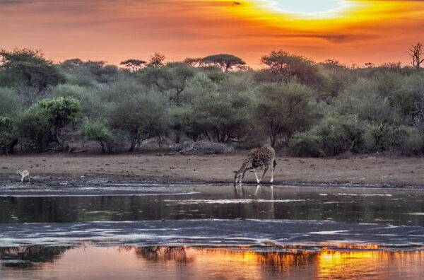 Girafe coucher du soleil