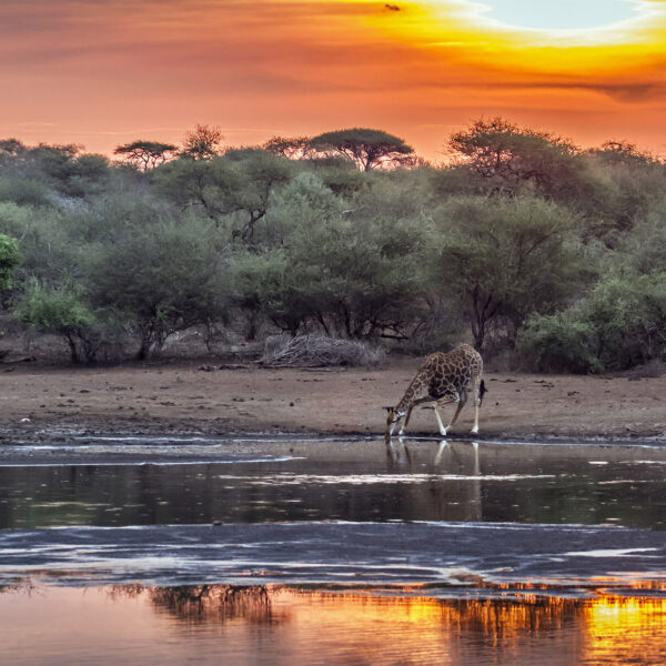 Girafe coucher du soleil