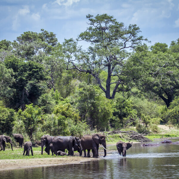 Troupeau elephants riviere