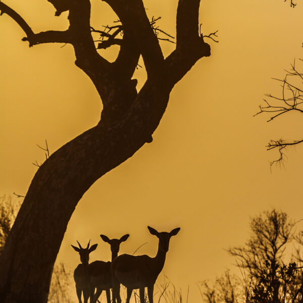 Silhouette antilopes crépuscule