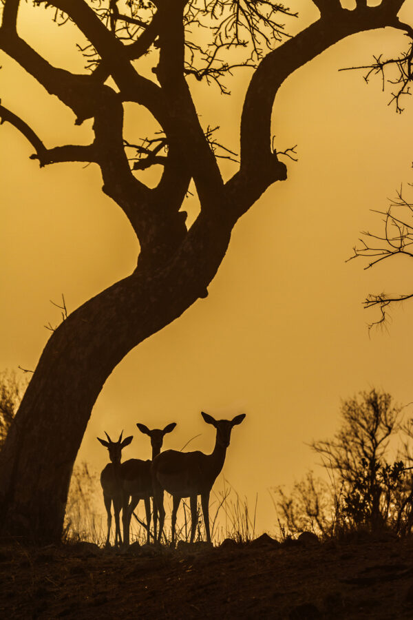 Silhouette antilopes crépuscule