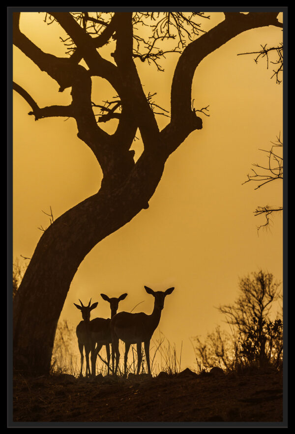 Silhouette d’antilopes au crépuscule
