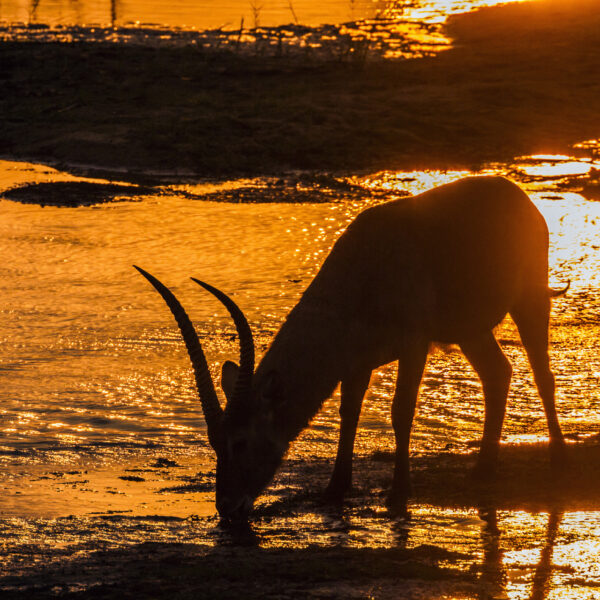 Antilope coucher du soleil