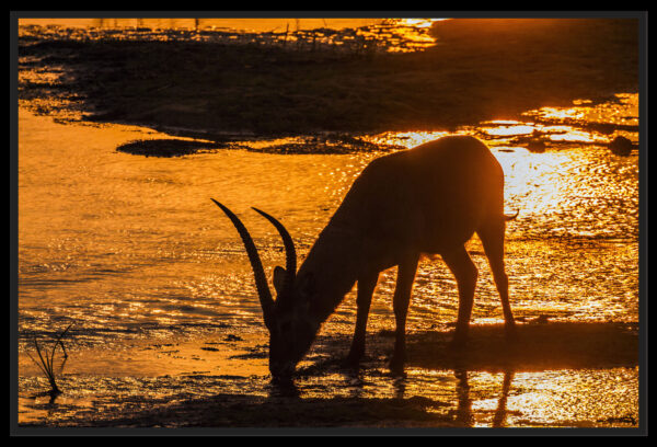 Antilope coucher du soleil