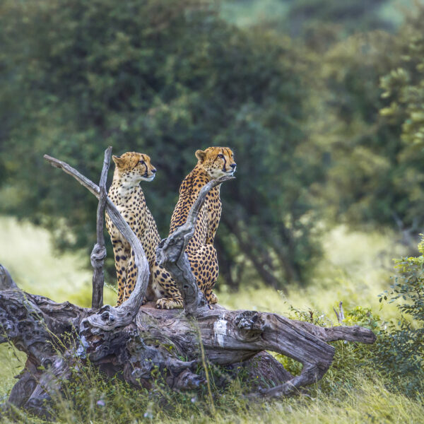 Cheetah gallery