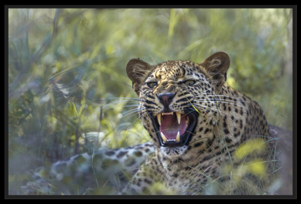 Rugissement du léopard