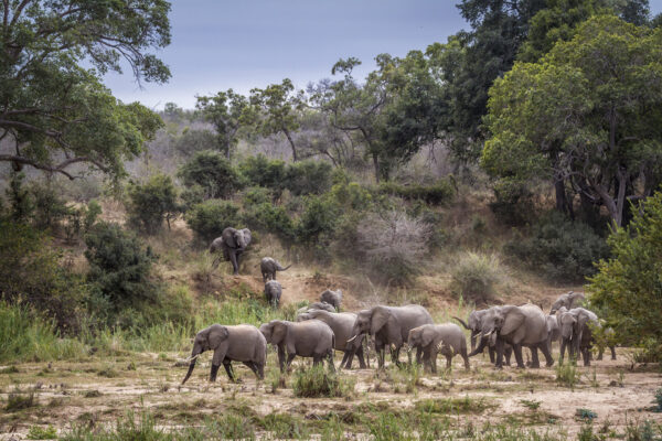 Eléphants savane Afrique