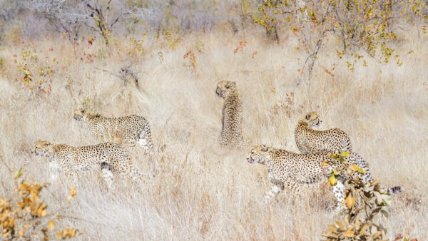 Famille de cinq guépards dans la savane