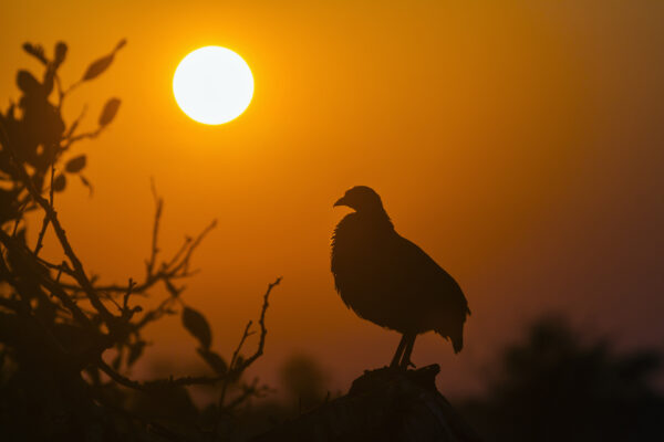Oiseau coucher de soleil