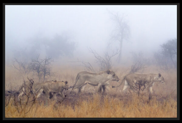 lions dans brume matinale