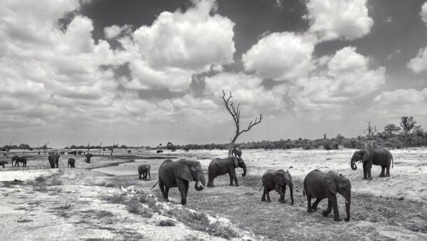 éléphants noir et blanc