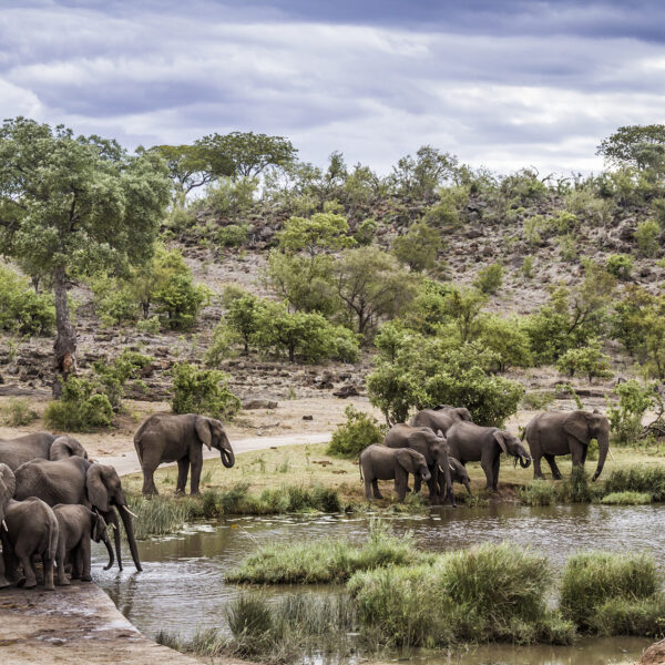 Horde éléphants Afrique