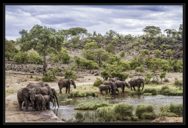 Horde éléphants Afrique