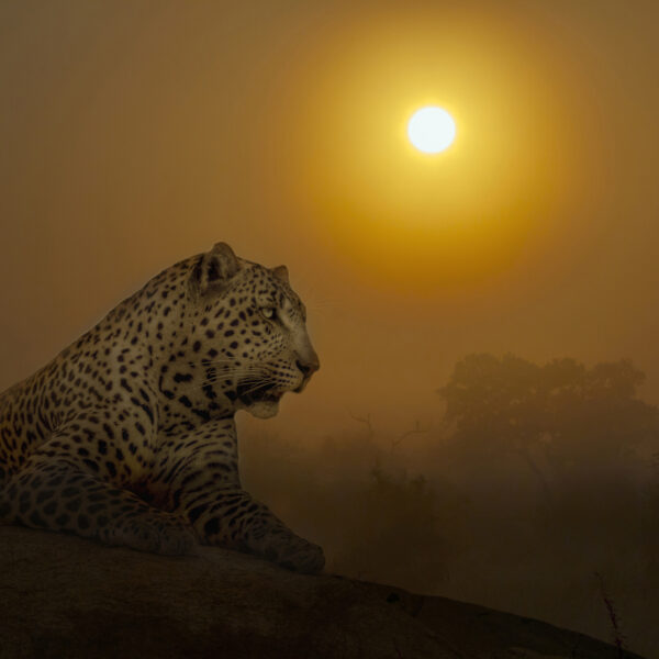léopard au coucher du soleil