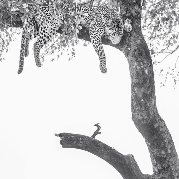 Léopard dans son arbre