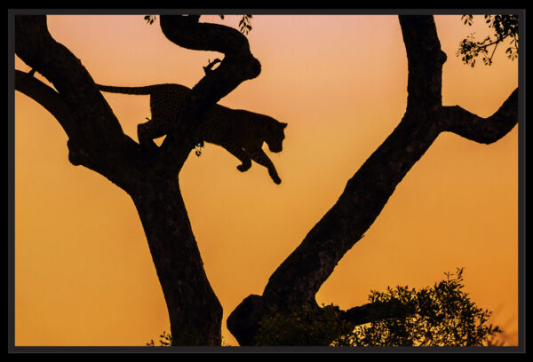 saut du léopard crépuscule