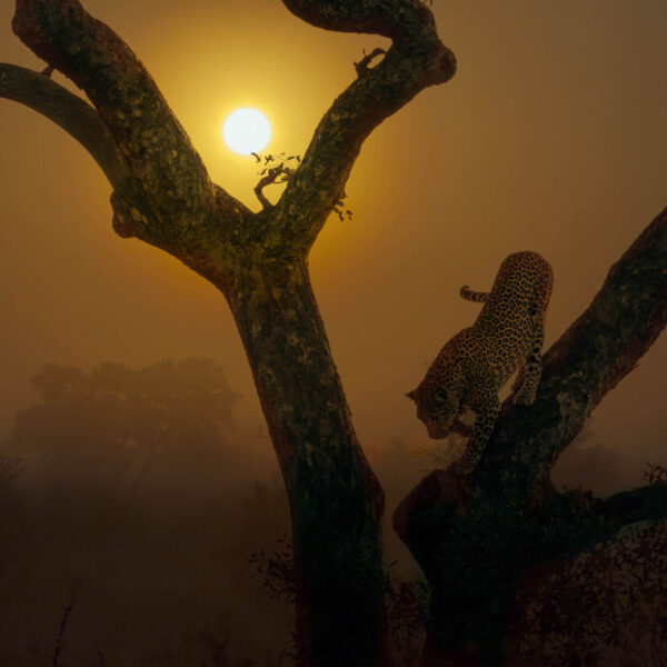 léopard au coucher du soleil