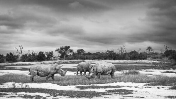 Rhinoceros noir et blanc
