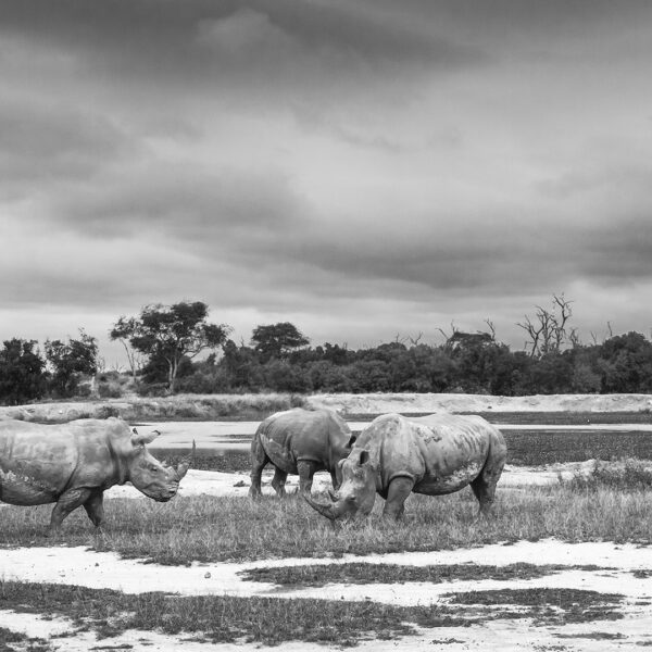 Rhinoceros noir et blanc