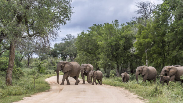 Eléphants safari africain