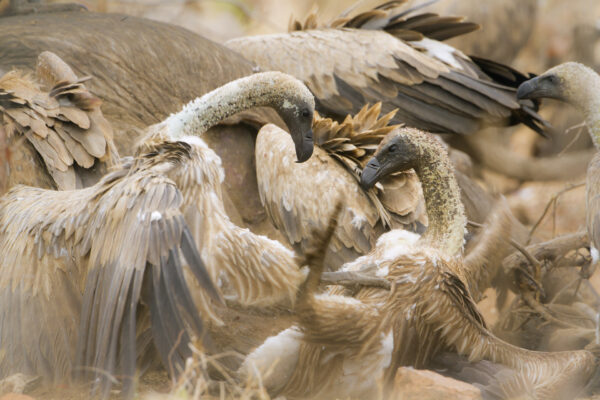 Combat de vautours africain