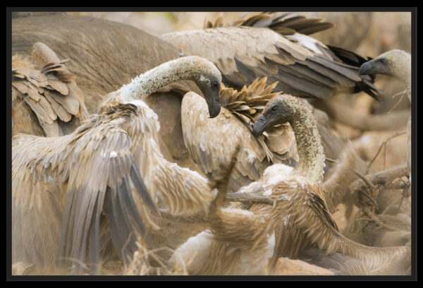Combat de vautours africain