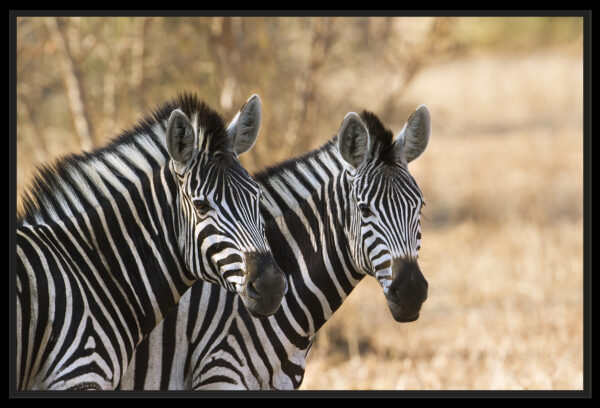 portrait couple de zebres