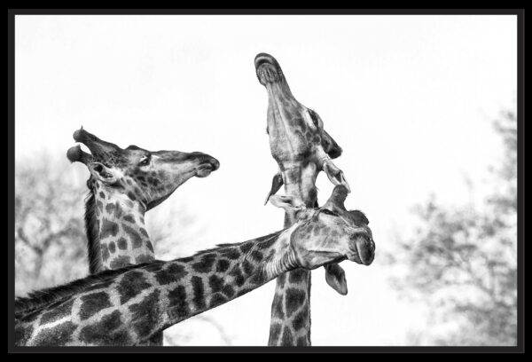 Girafes noir et blanc