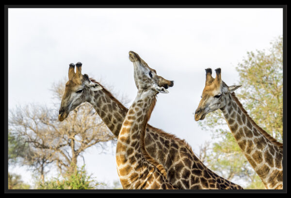 Parade de girafes