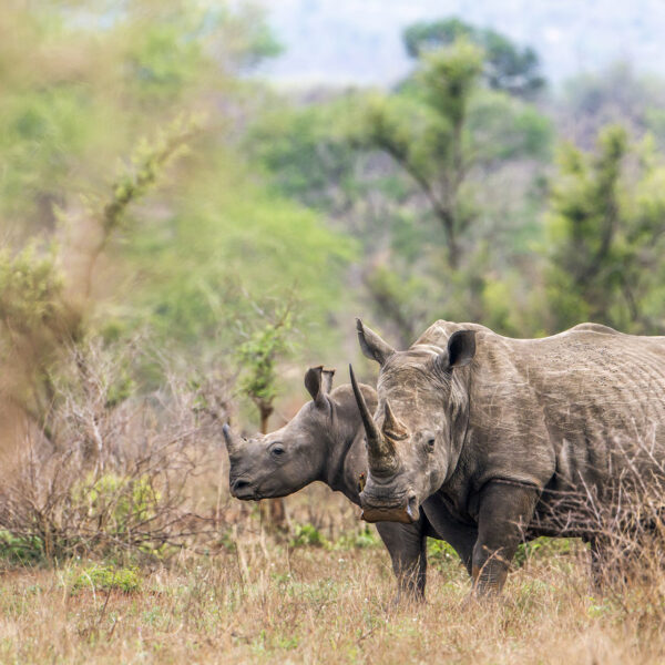 rhinocéros savane Afrique