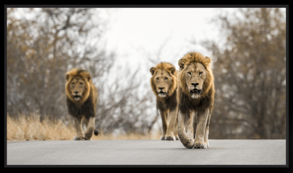 Trio de lions mâle