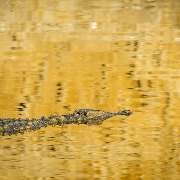 Crocodile qui nage