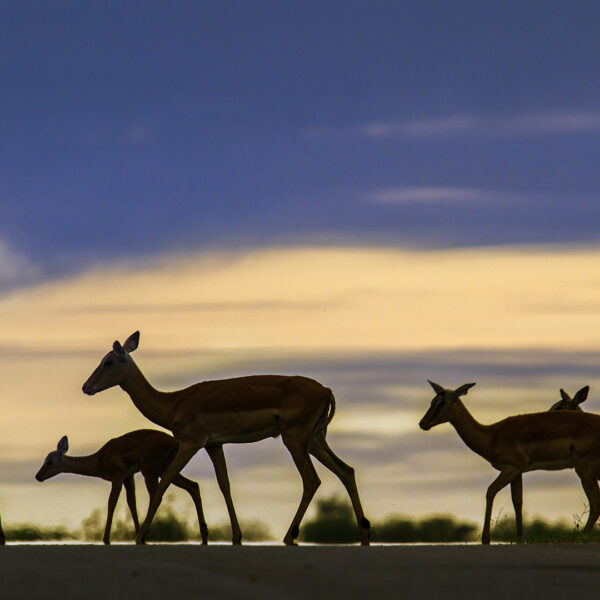 Silhouette d'une famille d'antilopes au lever du jour