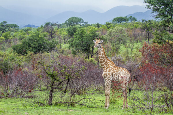 Girafe savane Afrique