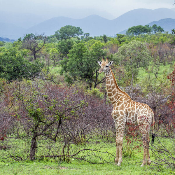 Girafe savane Afrique