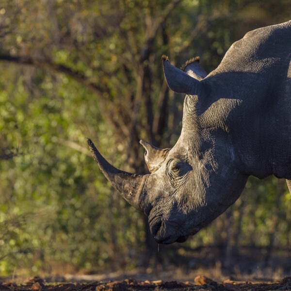 Portrait rhinoceros blanc
