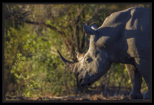 Portrait rhinoceros blanc