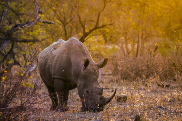 Rhinocéros Afrique coucher de soleil