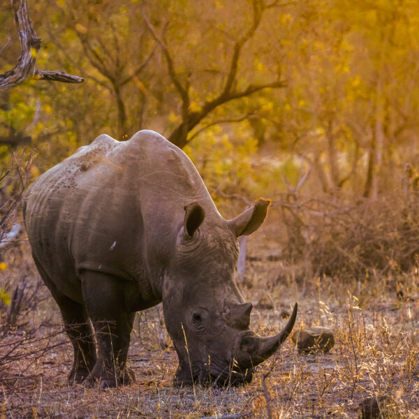 Rhinocéros Afrique coucher de soleil