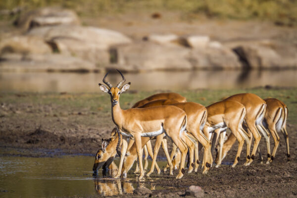 Impalas au point d'eau