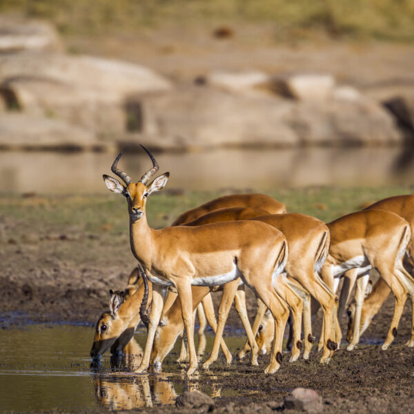 Impalas au point d'eau