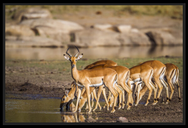 Alignment of impalas at the waterhole