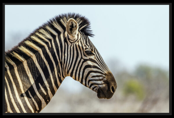 portrait de zebre