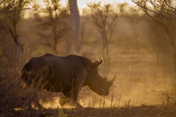 Rhinoceros coucher du soleil