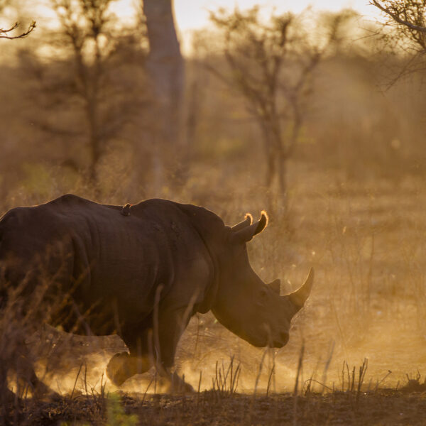 Rhinoceros coucher du soleil