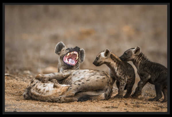 Hyène tachetée Afrique