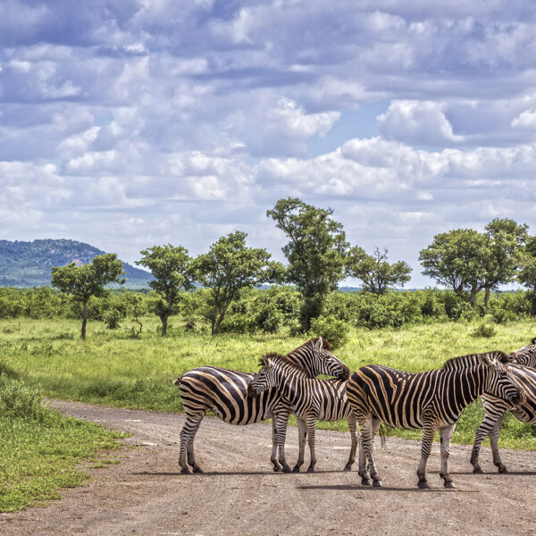 Zèbres safari Afrique